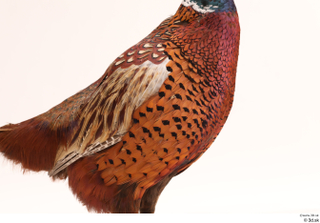 Pheasant  2 chest 0005.jpg